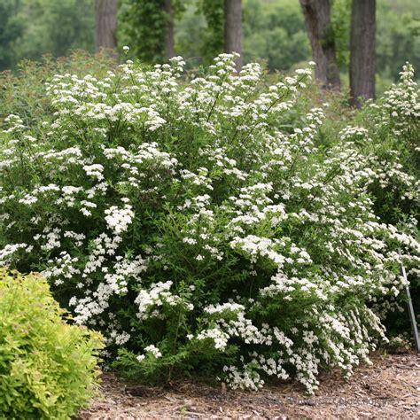 Spirea - Ultimate Care & Growing Guide | Proven Winners