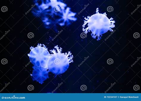 Upside-down jellyfish stock image. Image of jellyfish - 72234107