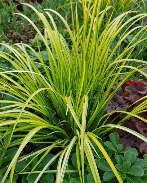 Acorus gramineus ‘Ogon’ | James Greenhouses - perennial plugs & specialty propagation