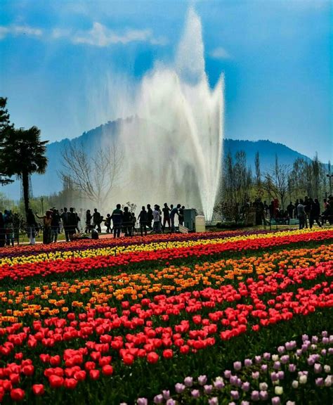 √完了しました！ tulip garden kashmir 237264-Tulip garden kashmir