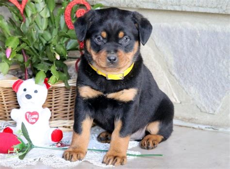 Mini Rottweiler Puppies for Sale - Keystone Puppies