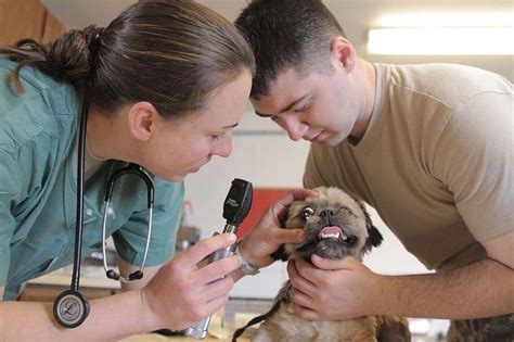 Top Veterinary Schools