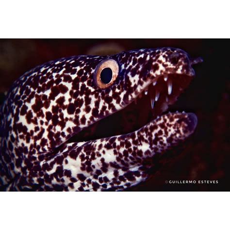 Spotted Moray Eel | A portrait of a Spotted Moray Eel on the… | Flickr