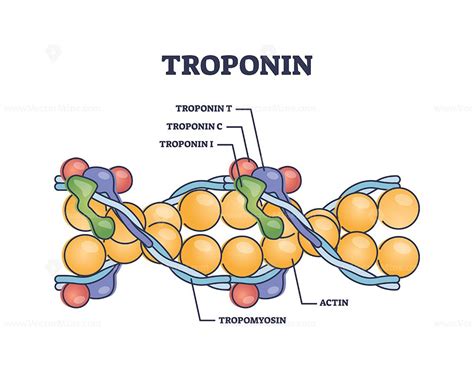 Troponin complex and three regulatory proteins structure outline ...