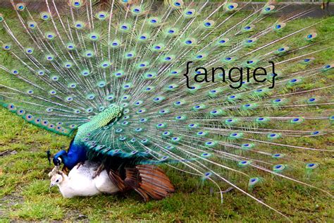 Mating Peacocks | Angie Tjoelker | Flickr