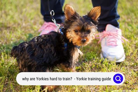 Why Are Yorkies Hard To Train? (Yorkie Training Guide) - OodleLife®