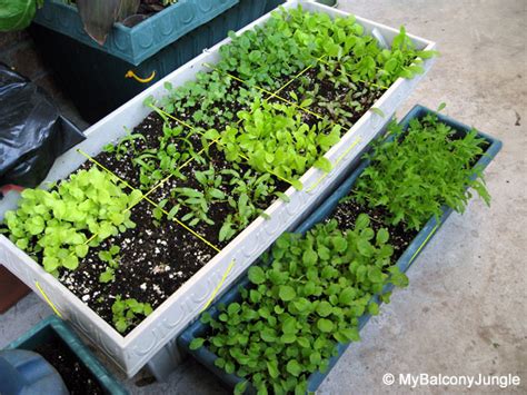 Growing Salad Greens on the Balcony