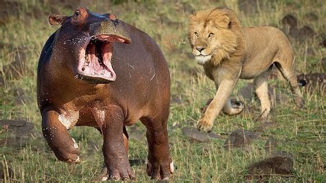 Big battle Hippo vs Lion scary Hippo attack Lion! - YouTube