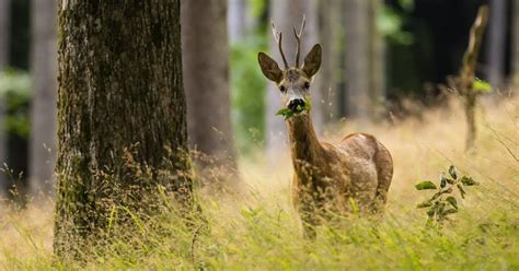 Are Deer Herbivores? (what deer eat & deer diet explained) - World Deer