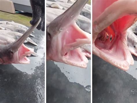 Freakish goblin shark captured near Taiwan | The Courier Mail