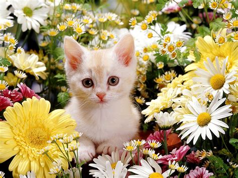 Download Animal Cat HD Wallpaper