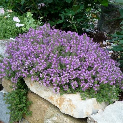 CREEPING THYME- GROUND COVER -Thymus Serpyllum - 500 Seeds - Seeds