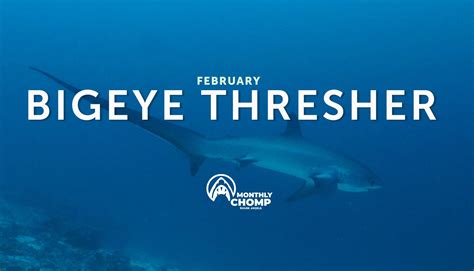 Species In Focus: Bigeye Thresher Shark