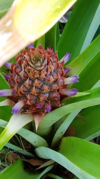 7 stages of pineapple – The LeEMS Machine