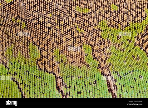 green iguana skin Stock Photo - Alamy