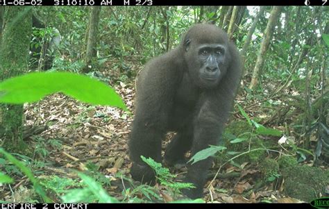 Camera trap images reveal haven for rare primates and other wildlife