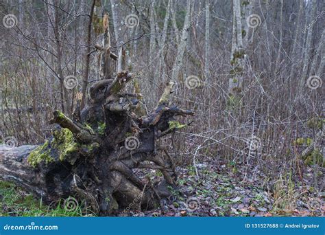 A Big Old Fallen Tree Roots in the Forest Stock Photo - Image of ...