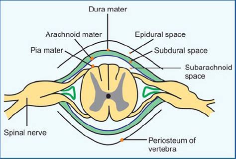 Subdural Space Spinal Cord