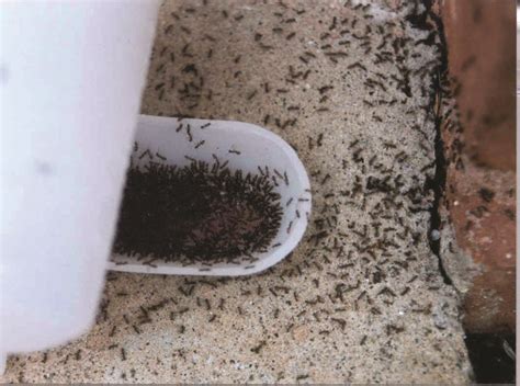 sugar ants in kitchen Ants formiche mounds south successo rosse frogs identifying svolgere ...