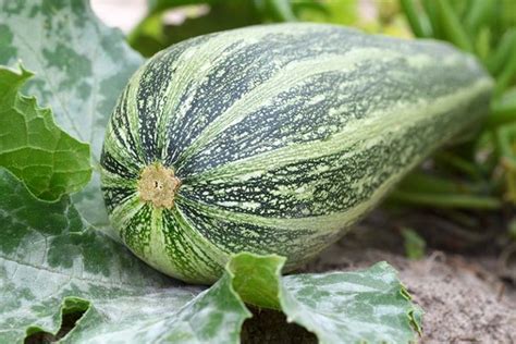 21 of the Best Summer Squash Varieties | Gardener’s Path