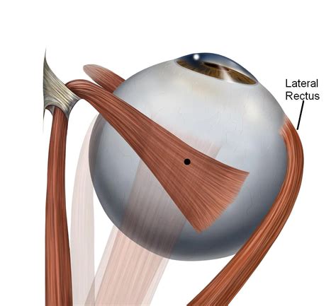 Lateral Rectus muscle - Origin, Insertion, Function - Mobile Physio