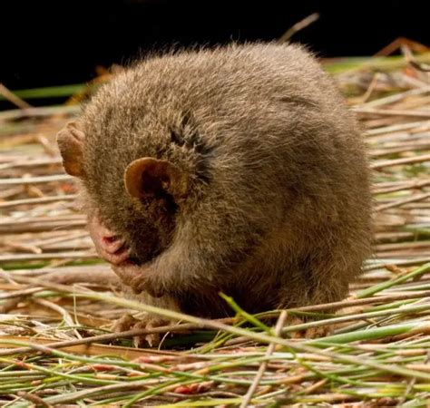 Dusky Antechinus - Facts, Diet, Habitat & Pictures on Animalia.bio