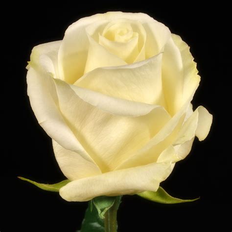 White Chocolate Roses