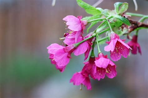 Sakura Flower Meaning, Symbolism and Colours - MORFLORA