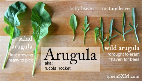 Whats on the Table - Arugula and Wild Arugula - Green SXM