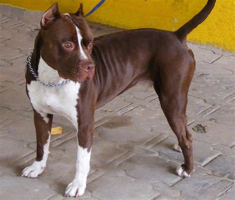 Red Nose Pitbull - The Facts About This American Terrier - Animal Corner