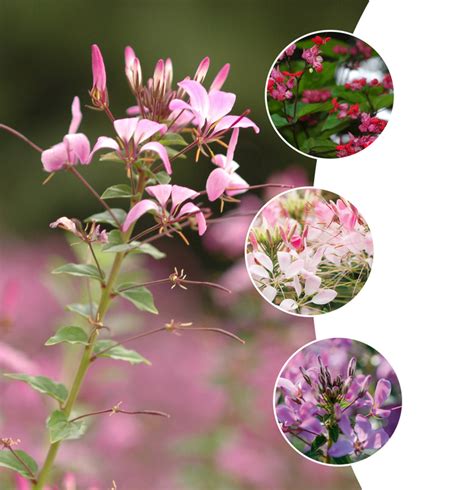 Cleome 'Multiple Varieties' Spider Flower | Garden Center Marketing