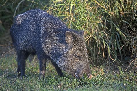 Laguna Atascosa National Wildlife Refuge, a Texas National Wildlife ...