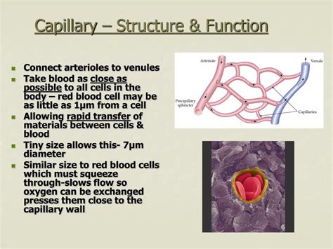 PPT - Open circulation PowerPoint Presentation, free download - ID:2687137