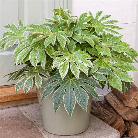 Fatsia Spiders Web P9 - JParkers