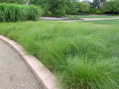 Prairie Dropseed Grass - Pahl's Market - Apple Valley, MN