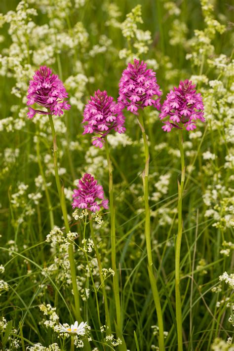 A simple guide to the wildflowers of Britain - Country Life