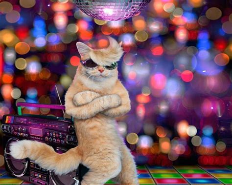 Disco Cat, disco, funny, cat, animals, HD wallpaper | Peakpx