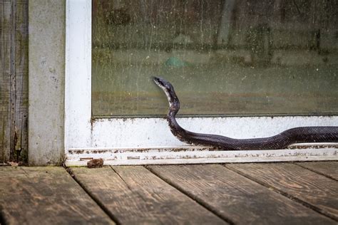 The No. 1 Sign There's a Snake Under Your Bed — Best Life