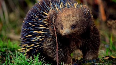 Echidna Fact Sheet | Blog | Nature | PBS