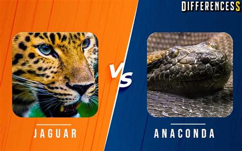 Jaguar Vs Anaconda Differences And Comparison » Differencess