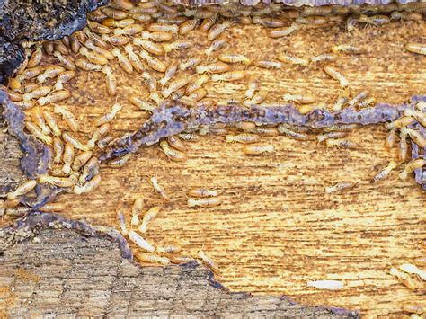 Wood Rot vs Termite Damage: What’s Eating Your Home? – Chem Free