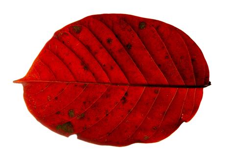 Red leaf on white background 1401414 Stock Photo at Vecteezy