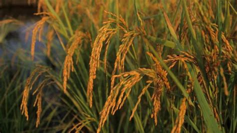 Clemson aims to boost organic rice production in salty coastal SC ...