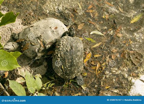 Common River Turtle in Habitat. Polluted Reservoir. Ecological Problems Stock Image - Image of ...