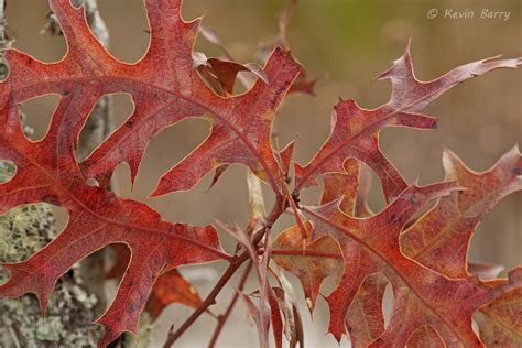 Turkey Oak Leaves | Allen David Broussard Catfish Creek Preserve State ...