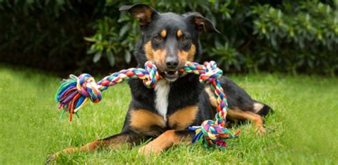 Benefits Of Buying Aussie Dog Toys VS International - Wag The Dog UK