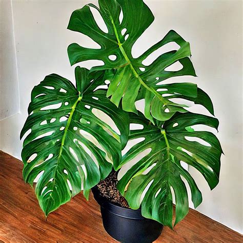 Monstera Deliciosa Swiss Cheese Houseplant Seeds – Easy Grow Seeds