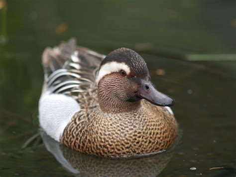 33 Interesting Ducks in Texas – Our Fascinating Guide