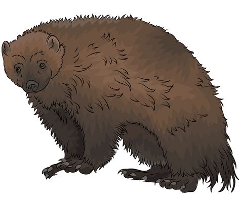 wolverine animal clipart png 10 free Cliparts | Download images on ...