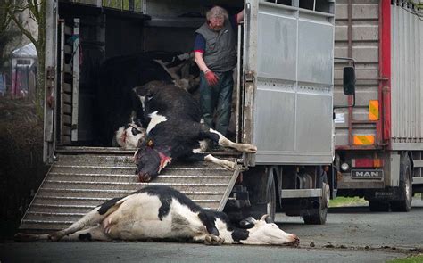 Cow slaughter anger as marksmen gun down herd in field next to hospital | Daily Mail Online